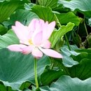 함박골마을 이미지