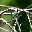 미사리의 박새(Great Tit) 이미지