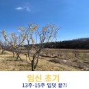 옳거니막국수냉면 | 13주차 14주차 15주차 증상 편두통 임산부 잇몸치료