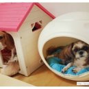 짱구애견하우스 이미지