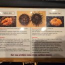 11650-16-104-2 | 동경 3박4일 자유여행 긴자 쓰키지 시장 우니맛집 우니토라와 바로 앞집에서 굴구이 먹은 후기