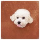 호텔멍 | 30대 주부가 직접 다녀온 부산강아지호텔 멍데뷰 솔직 후기