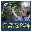 상선축산 | 5월 아기와 제주도 여행 :: 세식구 모두 완벽힐링!