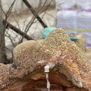 자연산청송횟집 | 국내 온천여행 (청송 솔샘온천, 울진 덕구온천)