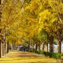 은행나무길 이미지