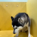 땅콩 애견유치원 이미지