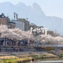 자전거 주차장 | 우이천 벚꽃 가는법 2026 실시간 개화상황 총정리 지금이 피크