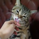 어느날그루밍 이미지