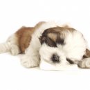 이삭애견훈련소 이미지