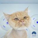 몽쉘 그루밍 이미지