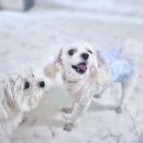 개스트룸 이미지