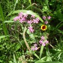 명품샤브샤브 이미지