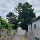 고민가 | 오키나와 중부 고민가 식당 티라부이 곱창 소바 메뉴 가격 하마히가섬 렌트카 여행 후기