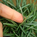 옥룡농장 이미지