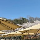 분천2리 야외운동기구 | 충남 당진 아이랑 가볼만한 곳 카페 피어라 벚꽃 청보리밭뷰