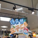삿포로 비에이 투어 와쿠와쿠 버스 이용 후기 내 돈 내산