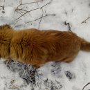 뽀삐뽀삐 이미지