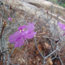 진달래목장 이미지