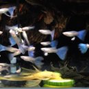 조은사료 이미지