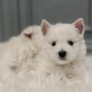 화이트 독 이미지