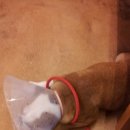 신성동물병원 이미지