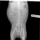 신탄진 동물병원 이미지