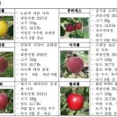 3월 사과 재배 기술정보