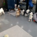 남창애견샵 복실강아지 이미지