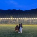 돌담펫호텔 이미지