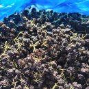 까마중 효능은 검색해 보시구요~~~ 이미지