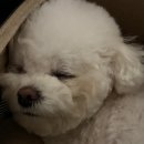 대전 세종 근교 애견카페 추천｜공주 카페댕 다녀온 솔직후기