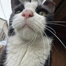 콩콩설기 이미지