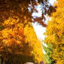 호숫가의아침 이미지