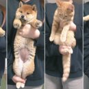 나은 강아지나라 이미지