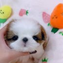 펫블리강아지&미라클고양이 이미지