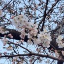 만우절 삼랑진역 벚꽃 이미지