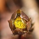 싱그랭이 이미지