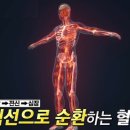 예스복싱 다이어트 여의도점 | #부천복싱,#소사복싱 내몸의 혈액순환! 심장은 펌프, 하체는 모터, 림프는?