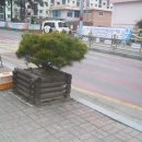 성남초등학교 정문 앞 이미지