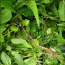 지푸라기농장 이미지