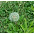 아지랑이 이미지