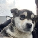 디어멍멍 이미지