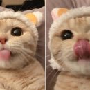빼꼼 이미지