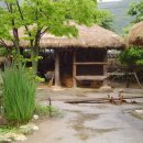 참나무쟁이 이미지