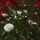 곡성세계장미축제장 이미지