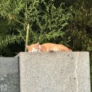 당리 할아버지 | 주말데이트 / 귀멸의 칼날 무한성편 관람후기 ••• 🏰