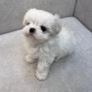 오독강아지안심분양센터