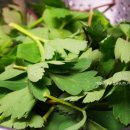 제일튀김 이미지