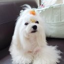 견제과 이미지