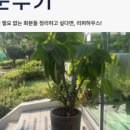 리퍼하우스안